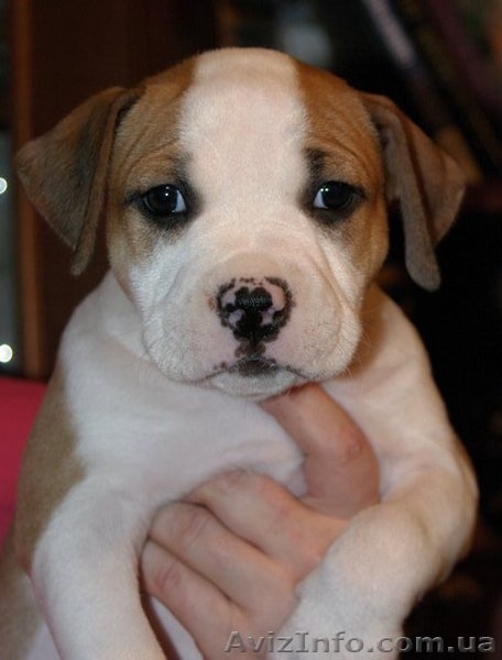 Щенки Американского Стаффордширского Терьера (амстафф, стафф) Продажа  - <ro>Изображение</ro><ru>Изображение</ru> #2, <ru>Объявление</ru> #156610