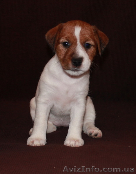 Джек Рассел терьер - <ro>Изображение</ro><ru>Изображение</ru> #6, <ru>Объявление</ru> #144608