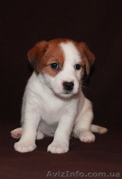 Джек Рассел терьер - <ro>Изображение</ro><ru>Изображение</ru> #7, <ru>Объявление</ru> #144608