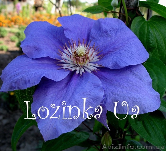 клематисы оптом - <ro>Изображение</ro><ru>Изображение</ru> #6, <ru>Объявление</ru> #152177