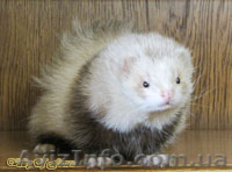 Питомник декоративных хорьков «Valley of ferrets»  - <ro>Изображение</ro><ru>Изображение</ru> #2, <ru>Объявление</ru> #141396