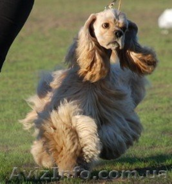 Американский кокер-спаниель. Щенки. - <ro>Изображение</ro><ru>Изображение</ru> #2, <ru>Объявление</ru> #153679