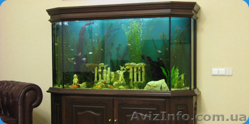 Аквариумы. Подводный мир за стеклом - <ro>Изображение</ro><ru>Изображение</ru> #5, <ru>Объявление</ru> #157659