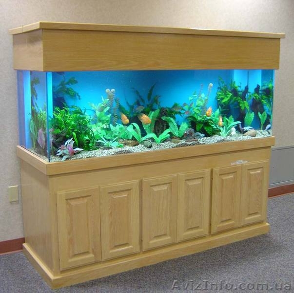 Аквариумы. Подводный мир за стеклом - <ro>Изображение</ro><ru>Изображение</ru> #6, <ru>Объявление</ru> #157659