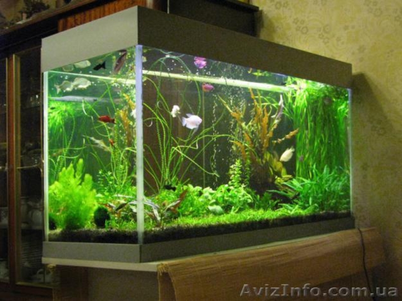 Аквариумы. Подводный мир за стеклом - <ro>Изображение</ro><ru>Изображение</ru> #9, <ru>Объявление</ru> #157659