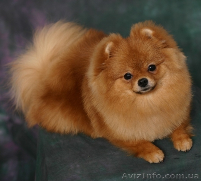 ШПИЦ ПОМЕРАНСКИЙ -Подрощенная девочка - <ro>Изображение</ro><ru>Изображение</ru> #1, <ru>Объявление</ru> #166309