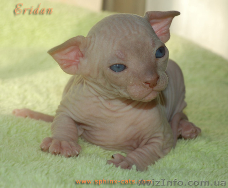 Канадский сфинкс котёнок - <ro>Изображение</ro><ru>Изображение</ru> #3, <ru>Объявление</ru> #159411