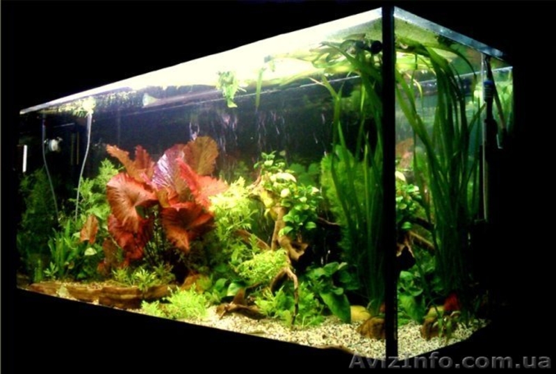 Аквариумы. Подводный мир за стеклом - <ro>Изображение</ro><ru>Изображение</ru> #7, <ru>Объявление</ru> #157659