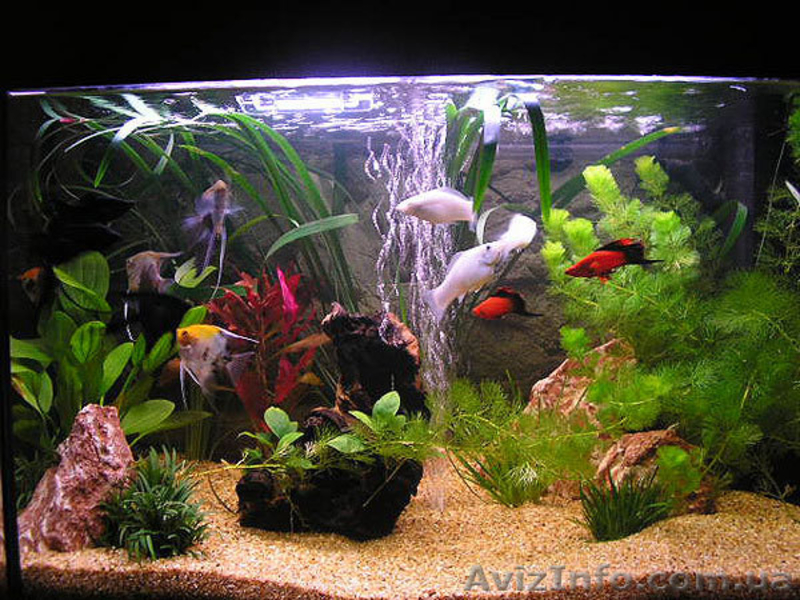 Аквариумы. Подводный мир за стеклом - <ro>Изображение</ro><ru>Изображение</ru> #8, <ru>Объявление</ru> #157659