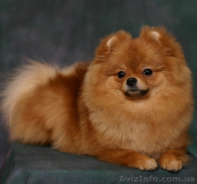 ШПИЦ ПОМЕРАНСКИЙ -Подрощенная девочка - <ro>Изображение</ro><ru>Изображение</ru> #3, <ru>Объявление</ru> #166309