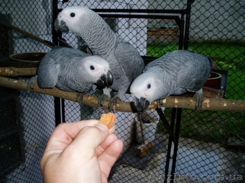 Ара Сине-Желтый, Ара Зеленокрылый - <ro>Изображение</ro><ru>Изображение</ru> #8, <ru>Объявление</ru> #161747