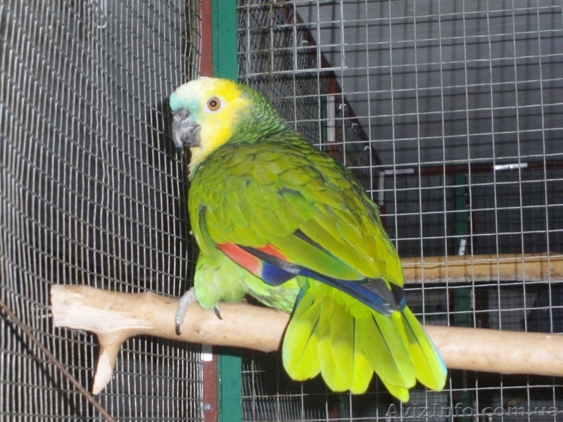 Ара Сине-Желтый, Ара Зеленокрылый - <ro>Изображение</ro><ru>Изображение</ru> #4, <ru>Объявление</ru> #161747