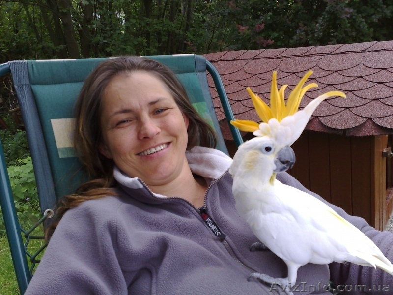 Ара Сине-Желтый, Ара Зеленокрылый - <ro>Изображение</ro><ru>Изображение</ru> #7, <ru>Объявление</ru> #161747