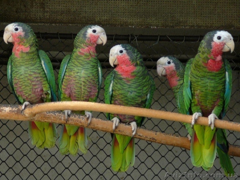 Ара Сине-Желтый, Ара Зеленокрылый - <ro>Изображение</ro><ru>Изображение</ru> #5, <ru>Объявление</ru> #161747