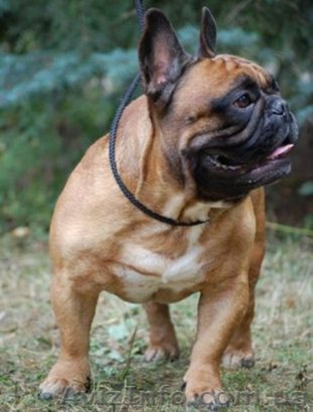 Предлагается для вязки рыжий французский бульдог - <ro>Изображение</ro><ru>Изображение</ru> #3, <ru>Объявление</ru> #168635