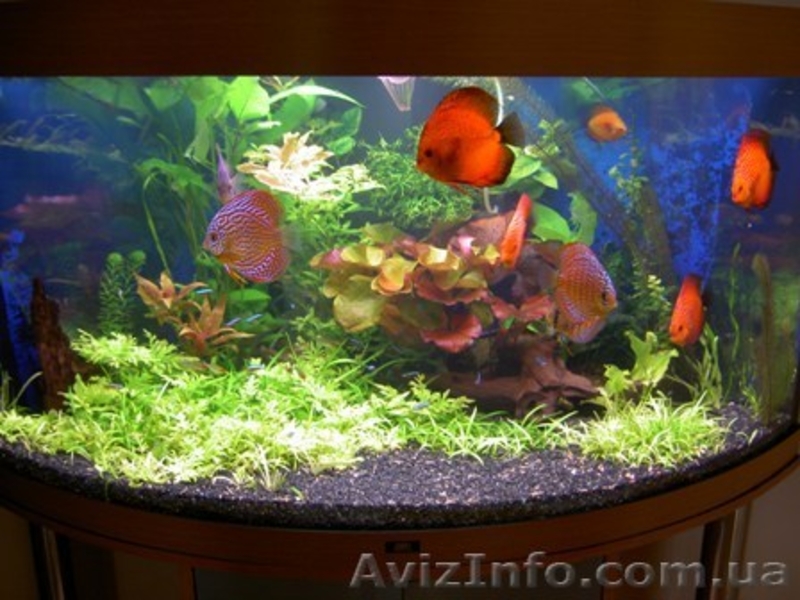 Аквариумы. Подводный мир за стеклом - <ro>Изображение</ro><ru>Изображение</ru> #3, <ru>Объявление</ru> #157659