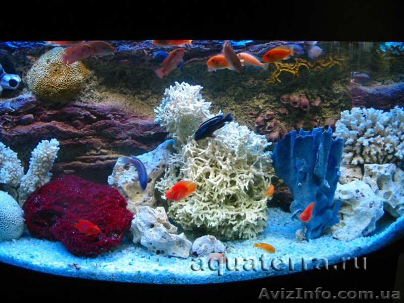 Аквариумы. Подводный мир за стеклом - <ro>Изображение</ro><ru>Изображение</ru> #4, <ru>Объявление</ru> #157659
