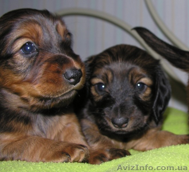 Очарователые щенки породы такса стандартная длинношерстная - <ro>Изображение</ro><ru>Изображение</ru> #2, <ru>Объявление</ru> #182391