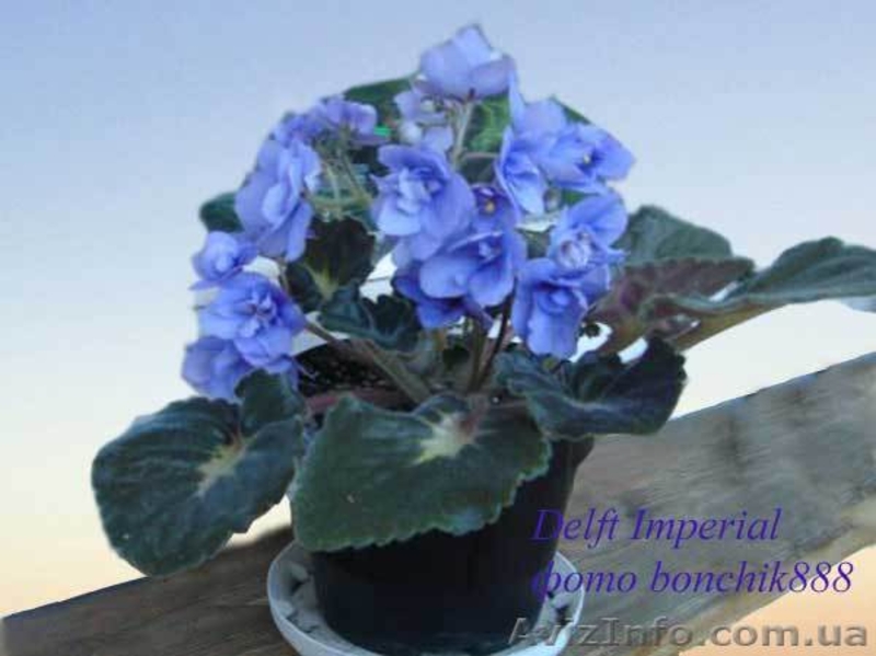 Сортовые фиалки: Распродам Излишки - <ro>Изображение</ro><ru>Изображение</ru> #3, <ru>Объявление</ru> #160810