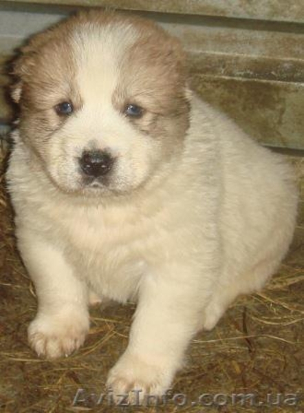 Продаются щенки среднеазиатской овчарки(алабай, азиат). - <ro>Изображение</ro><ru>Изображение</ru> #1, <ru>Объявление</ru> #169426