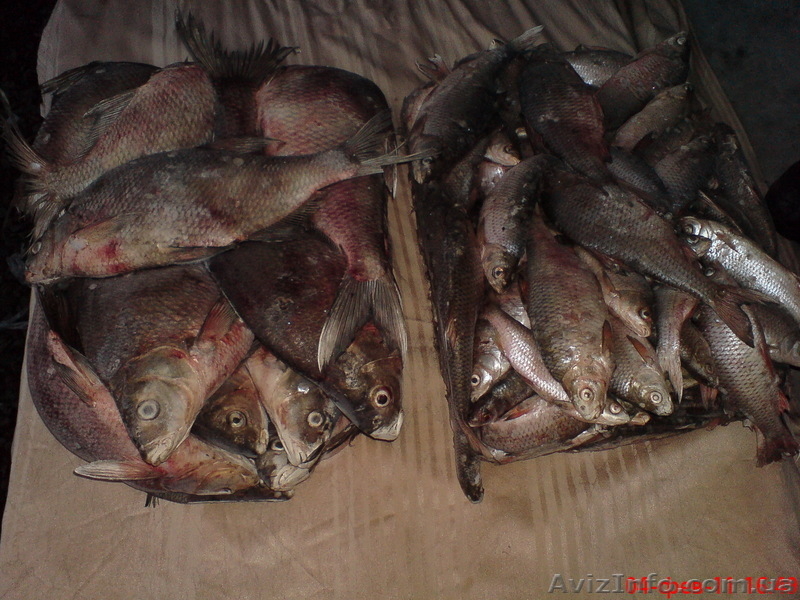 Продам лещь,плотву свежемороженную - <ro>Изображение</ro><ru>Изображение</ru> #1, <ru>Объявление</ru> #172760
