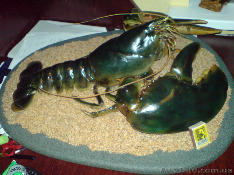 ГИГАНТСКИЙ ОМАР!!! - <ro>Изображение</ro><ru>Изображение</ru> #3, <ru>Объявление</ru> #172223