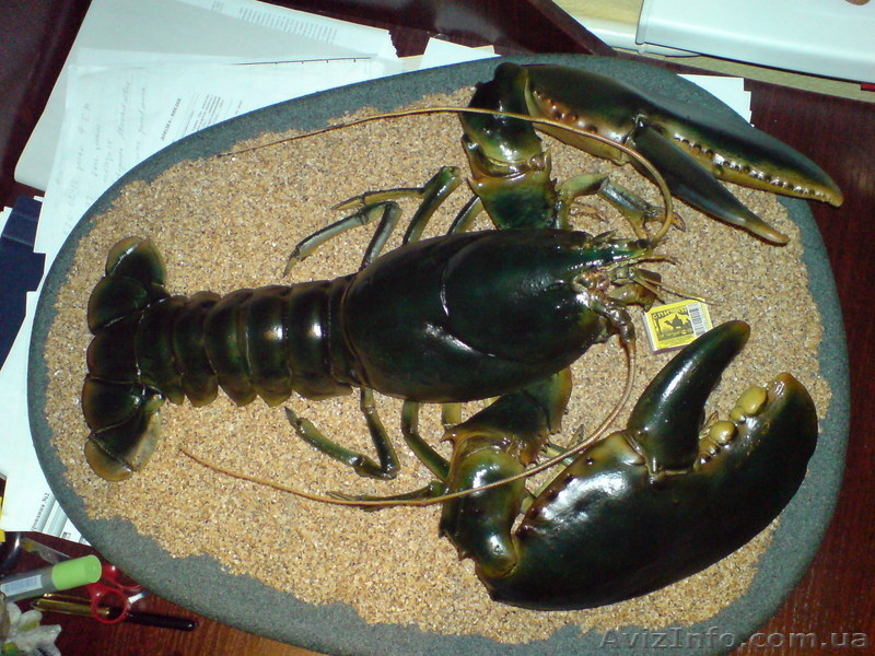 ГИГАНТСКИЙ ОМАР!!! - <ro>Изображение</ro><ru>Изображение</ru> #5, <ru>Объявление</ru> #172223