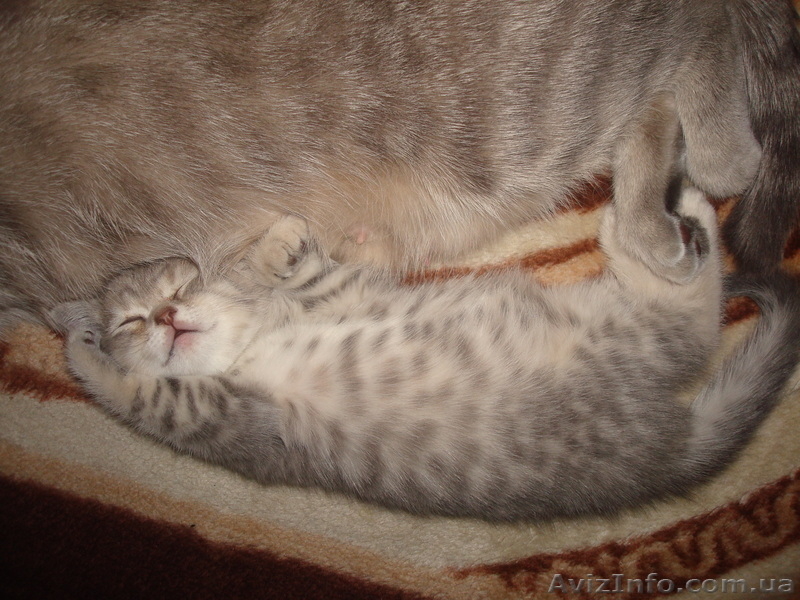 Продам котёнка шотландский веслоухий - <ro>Изображение</ro><ru>Изображение</ru> #2, <ru>Объявление</ru> #177313