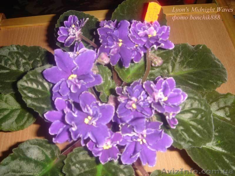 Сортовые фиалки: Распродам Излишки - <ro>Изображение</ro><ru>Изображение</ru> #4, <ru>Объявление</ru> #160810