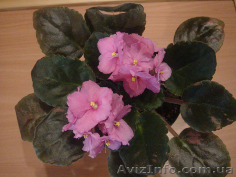 Сортовые фиалки: Распродам Излишки - <ro>Изображение</ro><ru>Изображение</ru> #5, <ru>Объявление</ru> #160810