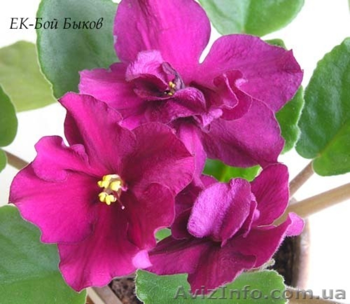 Сортовые фиалки: Распродам Излишки - <ro>Изображение</ro><ru>Изображение</ru> #7, <ru>Объявление</ru> #160810