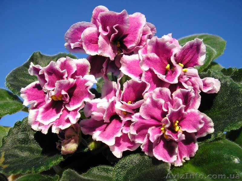 Сортовые фиалки: Распродам Излишки - <ro>Изображение</ro><ru>Изображение</ru> #9, <ru>Объявление</ru> #160810