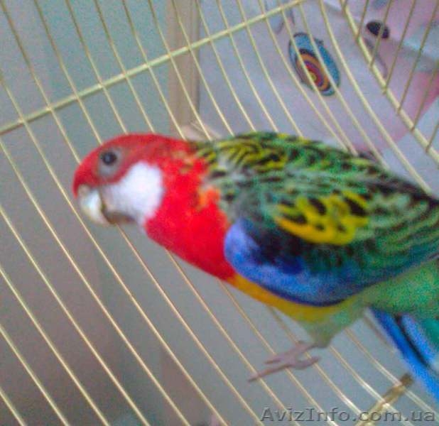 Розелла пестрая самец - <ro>Изображение</ro><ru>Изображение</ru> #1, <ru>Объявление</ru> #171950