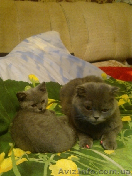 продается котенок (девочка) британская голубая - <ro>Изображение</ro><ru>Изображение</ru> #2, <ru>Объявление</ru> #158557