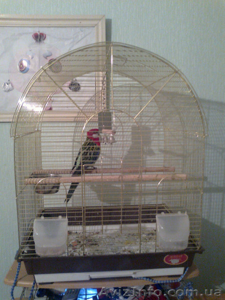 Розелла пестрая самец - <ro>Изображение</ro><ru>Изображение</ru> #2, <ru>Объявление</ru> #171950