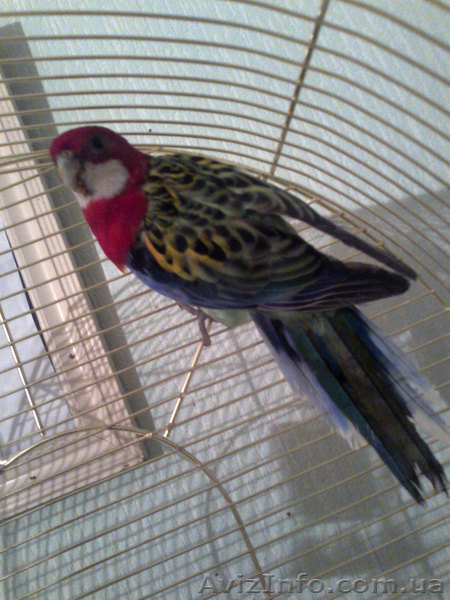 Розелла пестрая самец - <ro>Изображение</ro><ru>Изображение</ru> #4, <ru>Объявление</ru> #171950