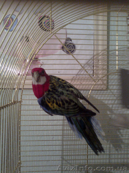 Розелла пестрая самец - <ro>Изображение</ro><ru>Изображение</ru> #3, <ru>Объявление</ru> #171950