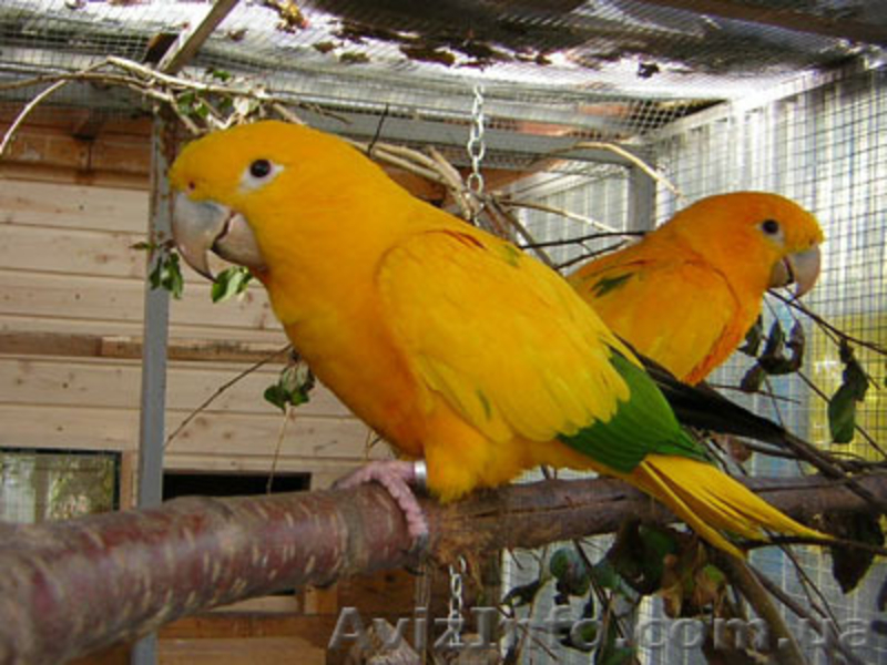 Ара Сине-Желтый, Ара Зеленокрылый - <ro>Изображение</ro><ru>Изображение</ru> #6, <ru>Объявление</ru> #161747