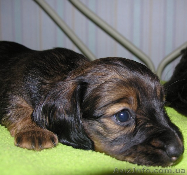 Очарователые щенки породы такса стандартная длинношерстная - <ro>Изображение</ro><ru>Изображение</ru> #4, <ru>Объявление</ru> #182391