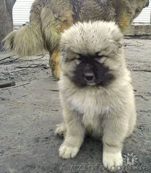 Щенки кавказской овчарки окрасы разные - <ro>Изображение</ro><ru>Изображение</ru> #3, <ru>Объявление</ru> #169439