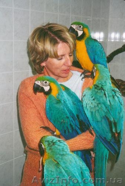 Ара Сине-Желтый, Ара Зеленокрылый - <ro>Изображение</ro><ru>Изображение</ru> #9, <ru>Объявление</ru> #161747