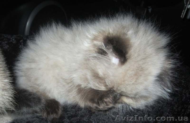 Гималайские котята окраса колор-пойнт - <ro>Изображение</ro><ru>Изображение</ru> #3, <ru>Объявление</ru> #178469