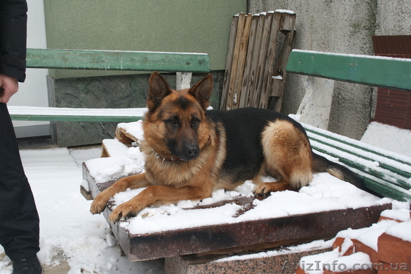 Анатолий Иванович  - <ro>Изображение</ro><ru>Изображение</ru> #1, <ru>Объявление</ru> #168436