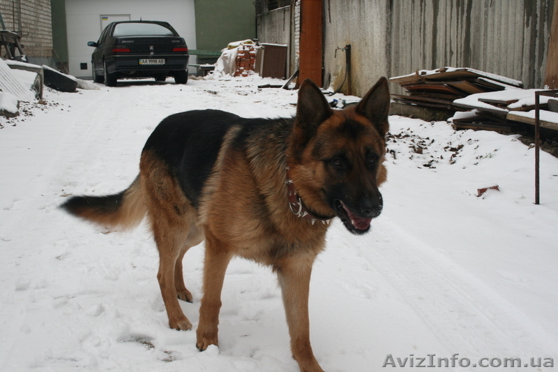 Анатолий Иванович  - <ro>Изображение</ro><ru>Изображение</ru> #3, <ru>Объявление</ru> #168436