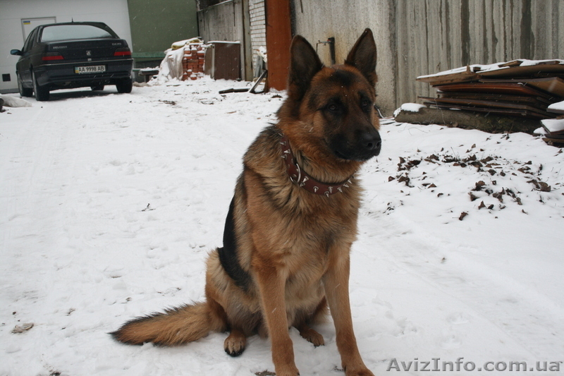 Анатолий Иванович  - <ro>Изображение</ro><ru>Изображение</ru> #2, <ru>Объявление</ru> #168436