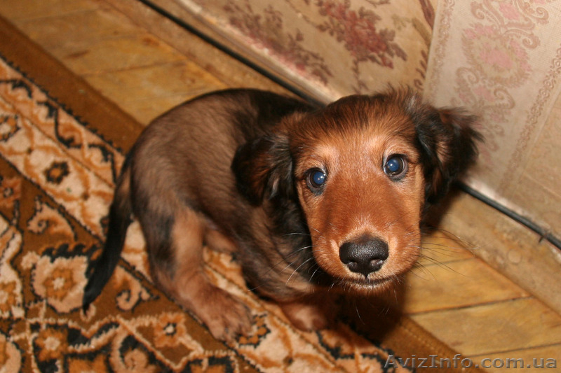 Продам щенка длинношерстной таксы,2 мес. - <ro>Изображение</ro><ru>Изображение</ru> #1, <ru>Объявление</ru> #163486