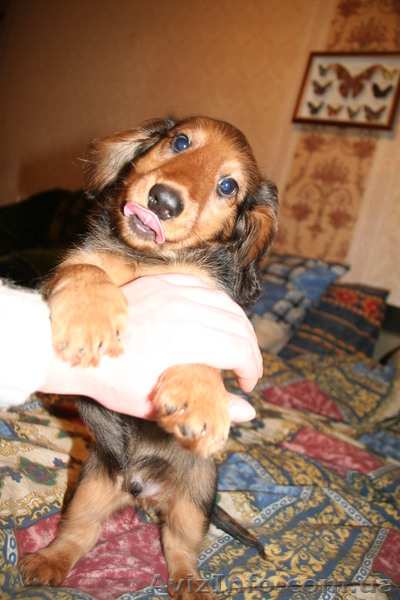 Продам щенка длинношерстной таксы,2 мес. - <ro>Изображение</ro><ru>Изображение</ru> #3, <ru>Объявление</ru> #163486