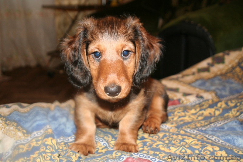 Продам щенка длинношерстной таксы,2 мес. - <ro>Изображение</ro><ru>Изображение</ru> #4, <ru>Объявление</ru> #163486