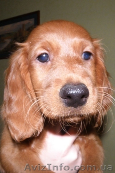 Щенки ирландского сеттера - <ro>Изображение</ro><ru>Изображение</ru> #1, <ru>Объявление</ru> #129870