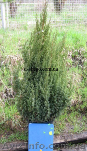 Можжевельник, можжевельник купить Киев - <ro>Изображение</ro><ru>Изображение</ru> #1, <ru>Объявление</ru> #174107